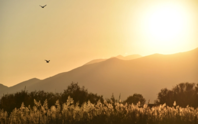 La crise de la biodiversité et ses liens étroits avec le changement climatique